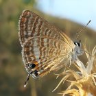 Enchanting fairy with iridescent wings in forest setting