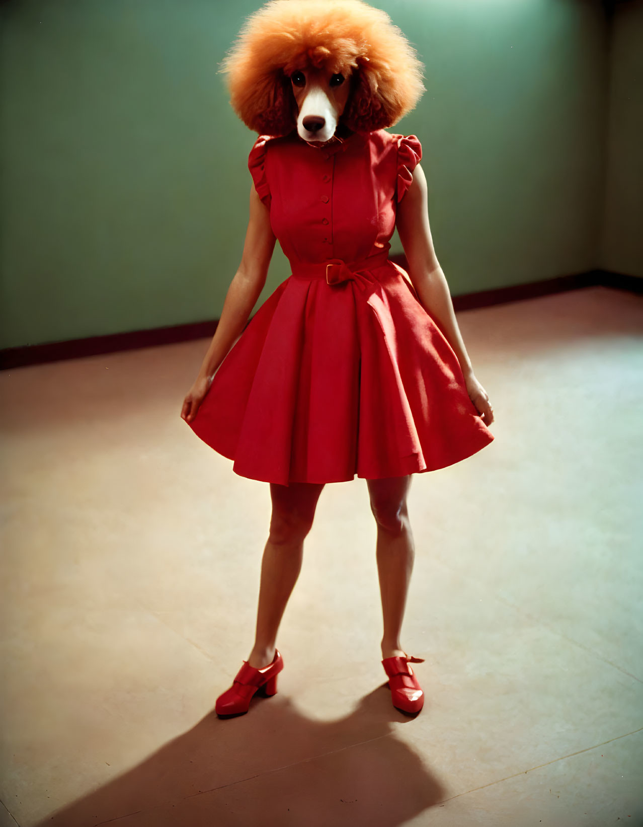 Red-Wigged Poodle Stands in Dress