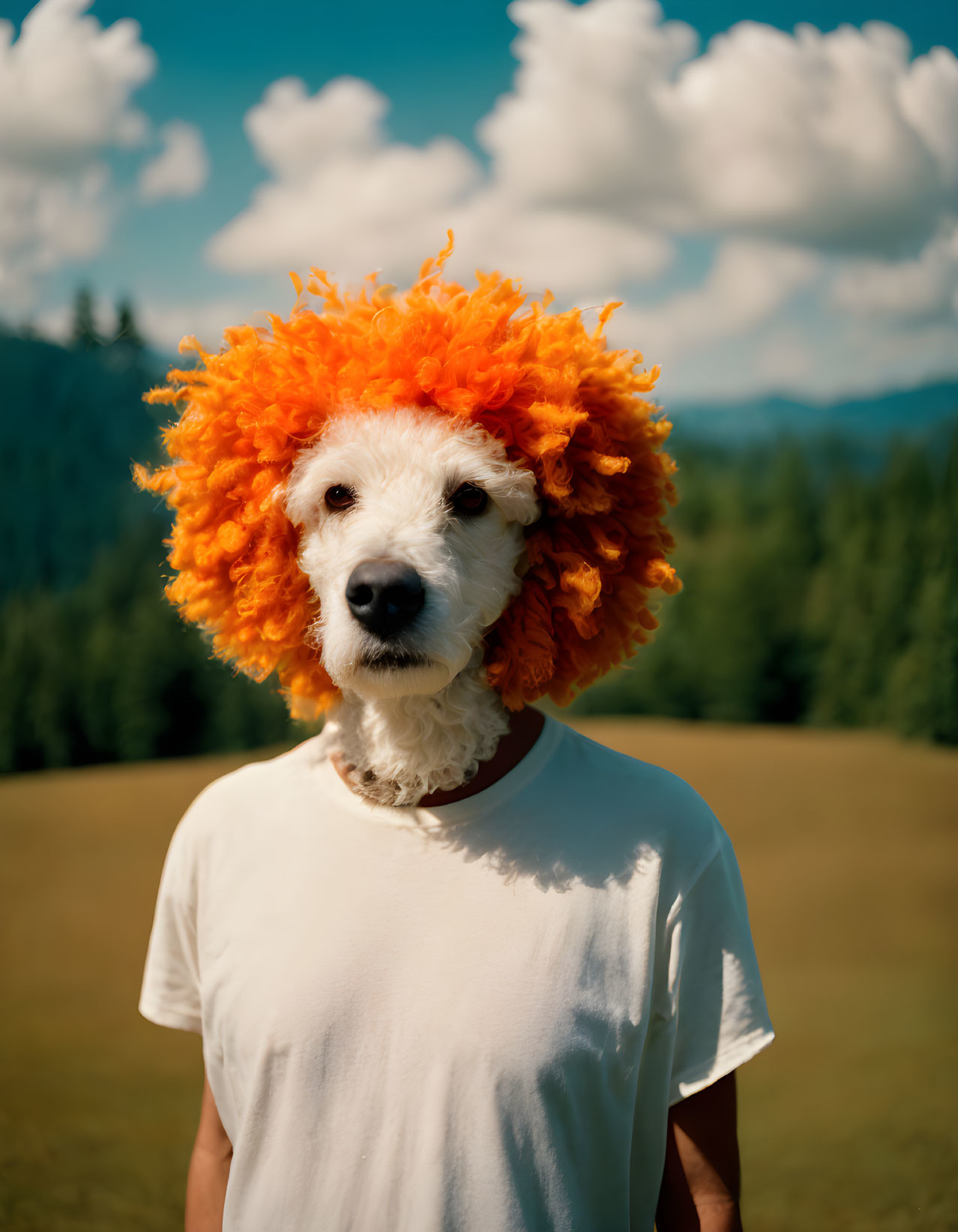 Fluffy orange wig dog in white t-shirt in sunny field