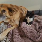 Golden-Brown Dog and Black & White Cat on Grey Blanket with Orange Artwork