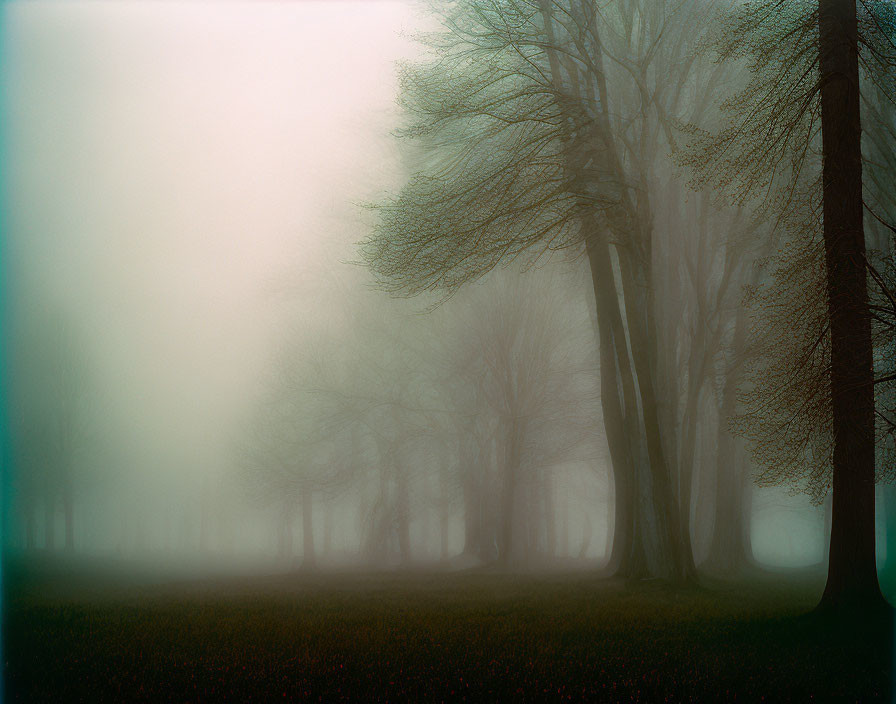 Misty landscape with row of bare trees in thick fog