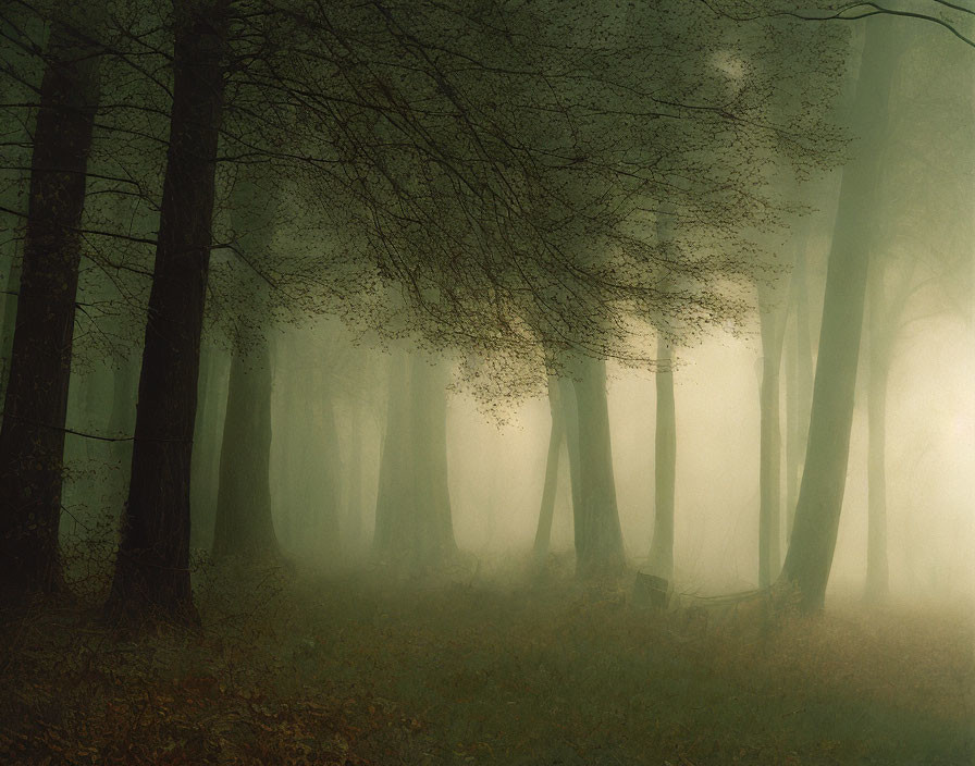 Misty forest with bare trees and subdued light in foggy setting