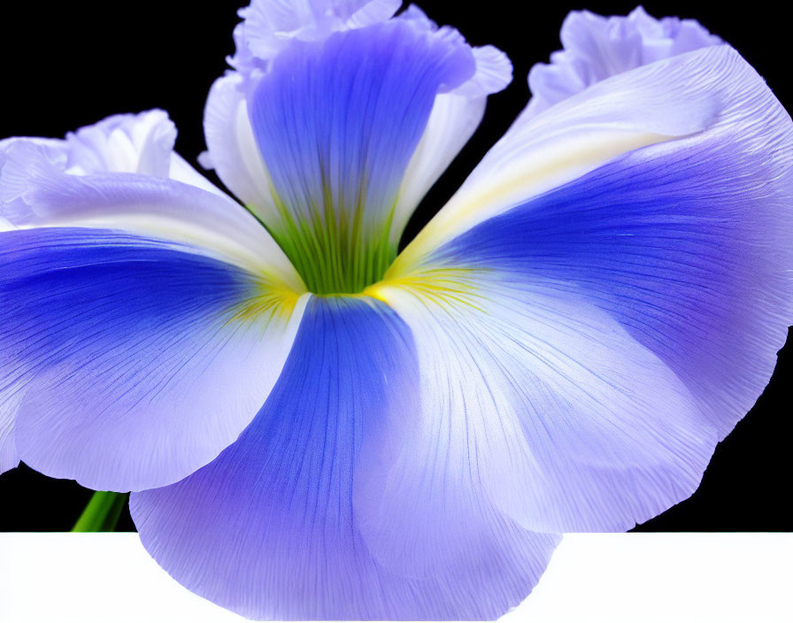 Detailed Close-Up: Vibrant Purple Iris Flower on Black Background