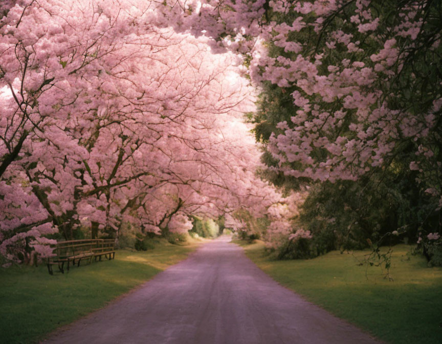 Tranquil pathway with pink cherry blossoms and bench