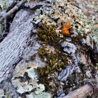 Fox-like creature merging with tree surrounded by moss and leaves