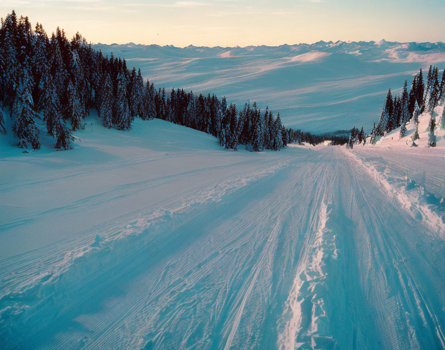 Snow-covered mountain slope with ski tracks and pine trees at twilight