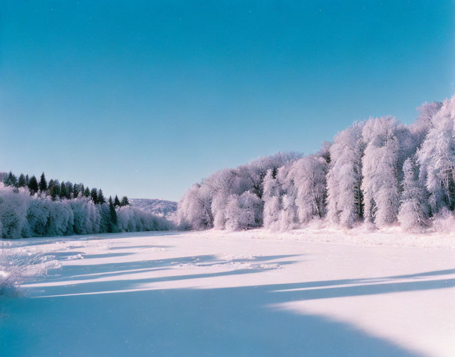 Snow-covered Trees in Serene Winter Landscape