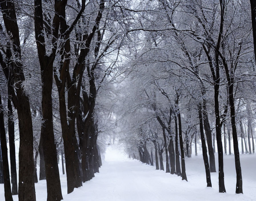 Snowy Path with Frost-Covered Trees in Winter Landscape