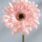 Pink Gerbera Daisy with Water Droplets on Petals Against Grey Background