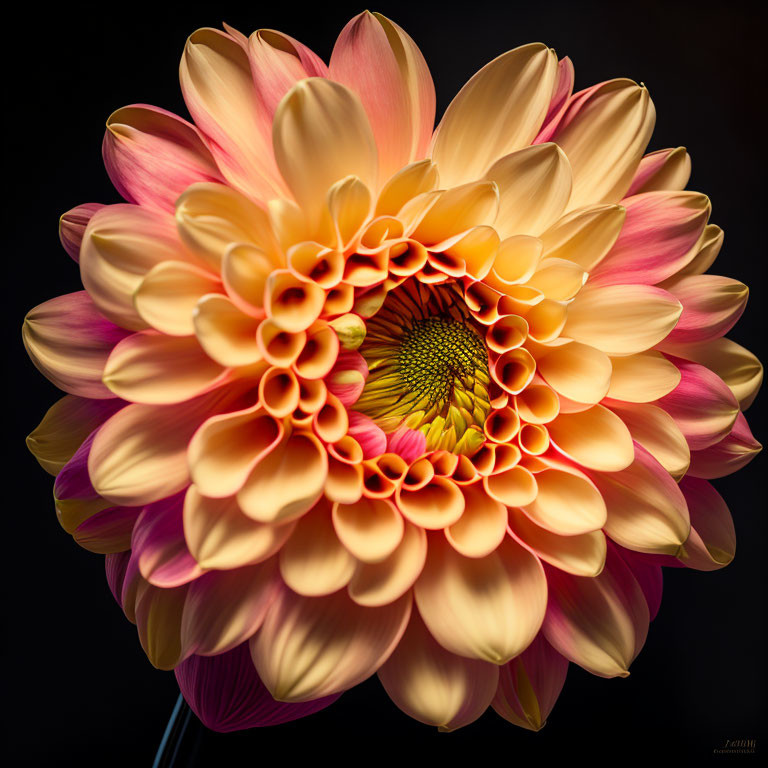 Colorful Dahlia Flower Close-Up on Dark Background