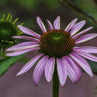 Detailed Close-Up of Purple Coneflower with Spiny Center and Pink Petals