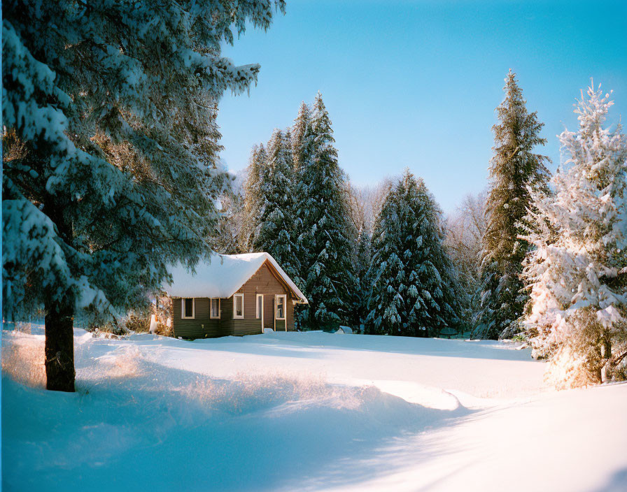 Winter Sunrise Illuminates Snowy Cabin Amid Pine Trees