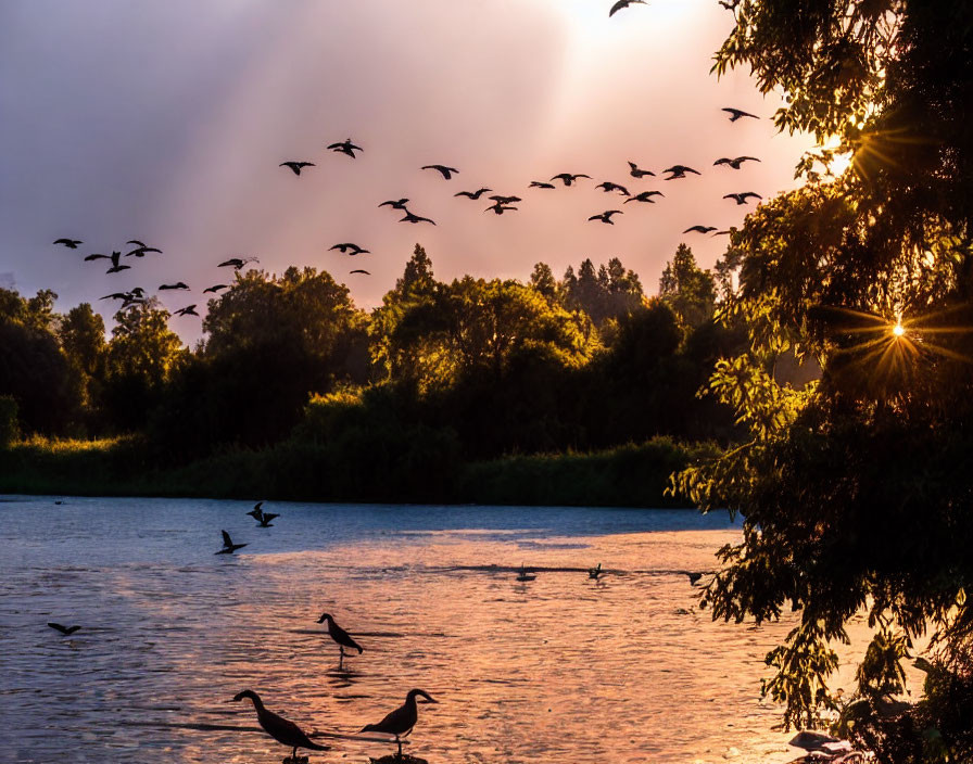 Scenic sunset over river with bird silhouettes and sun rays