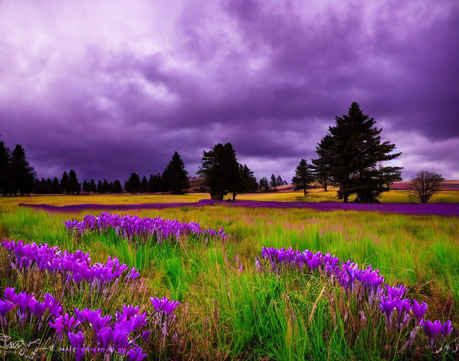 Scenic purple flower field under dramatic cloudy sky