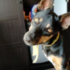 Black and Tan Dog with Large Ears and Collar Tag, Head Tilted