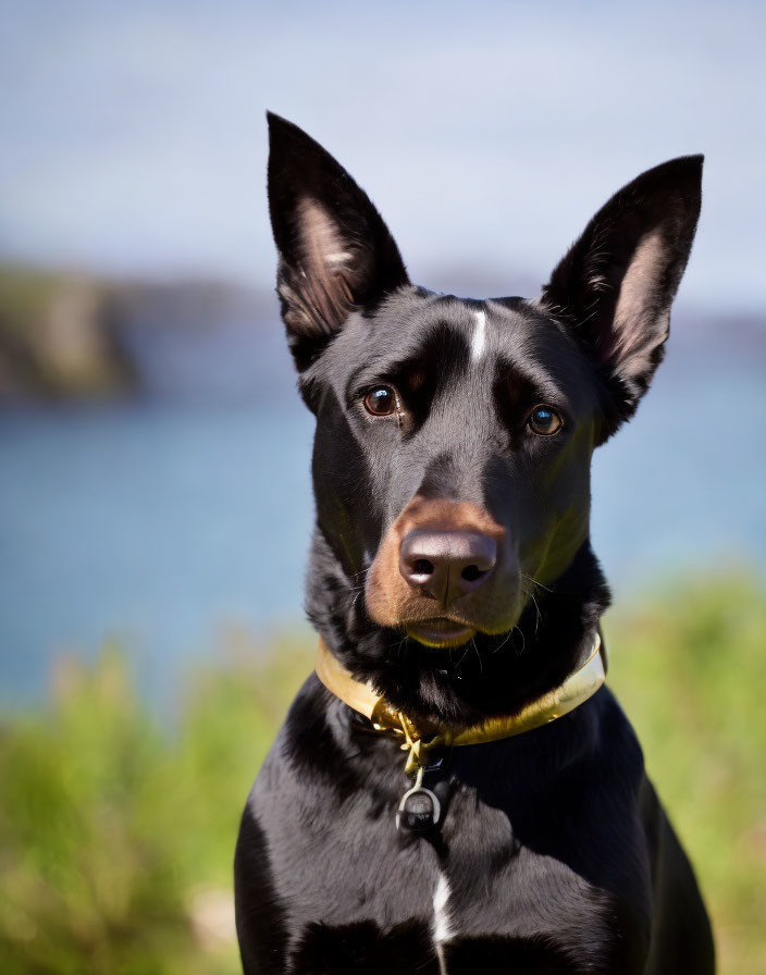 Black Dog with Shiny Coat and Collar Sitting Outdoors by Blue Lake