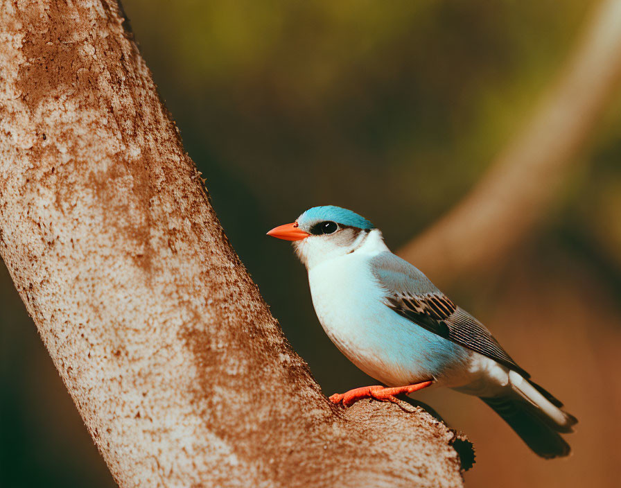 Vibrant blue and white bird with orange beak on tree branch in green background