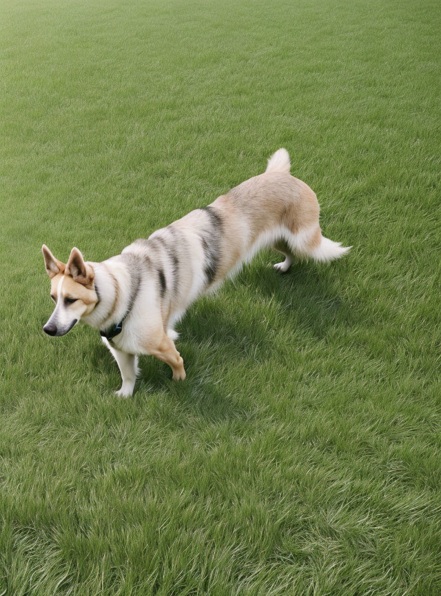 Tan and White Siberian Husky Dog Walking on Green Grass