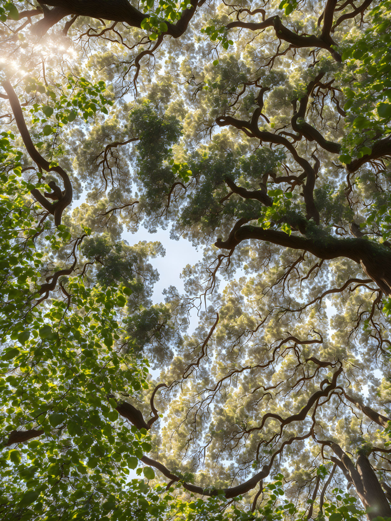 Sunlit Green Canopy: Dense Trees from Below