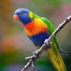 Vibrant lorikeet with blue, green, orange, and yellow plumage perched on