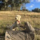 Realistic digital artwork of cute puppy and adult dog in grassy field