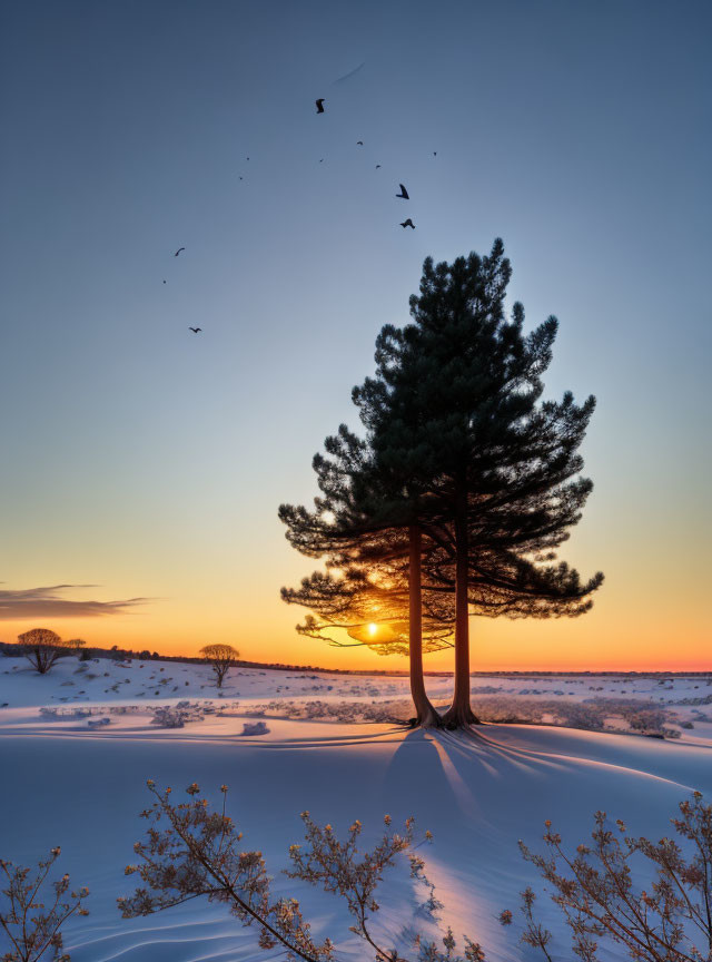 Snowy hill with solitary tree at sunset with flying birds