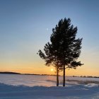 Snowy hill with solitary tree at sunset with flying birds