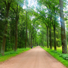 Serene forest path watercolor with greenery and pink flowers