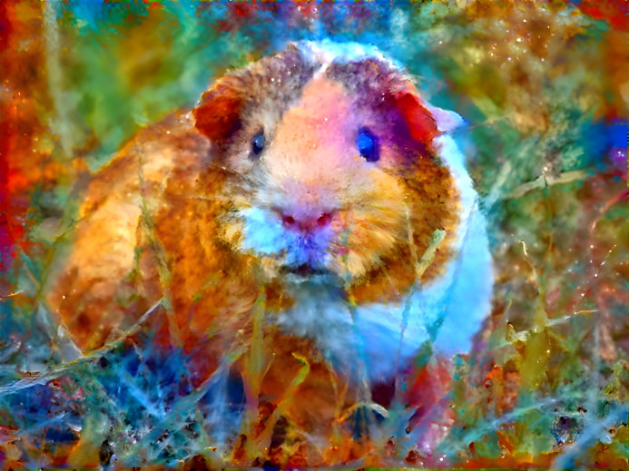 Guinea pig - Dreams of chicory