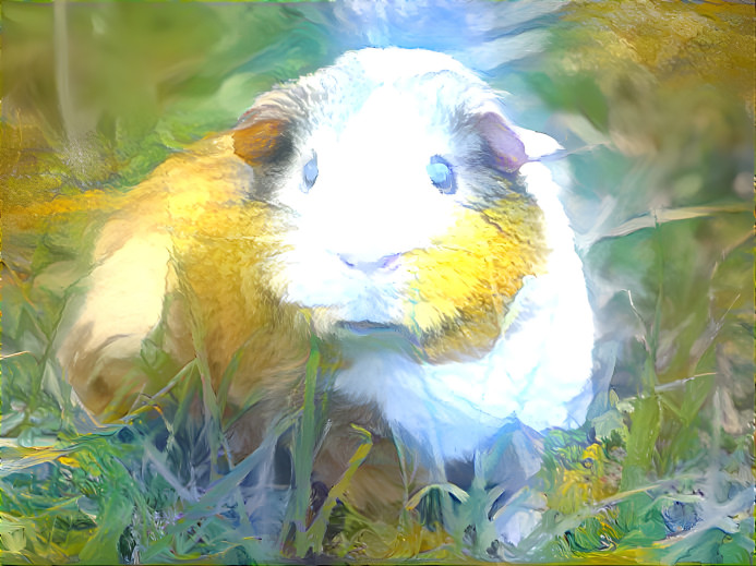 Guinea pig - The stare