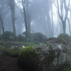 Enchanting misty forest with tall trees and autumn leaves.