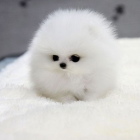 Fluffy white toy dog with blue eyes on white blanket against gray background