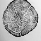 Concentric growth rings and textures on tree stump with visible cracks