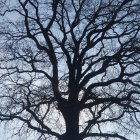 Twilight sky with intricate tree branches and frosted canopy