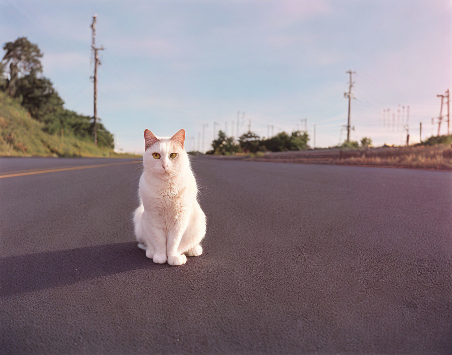 White Cat with Amber Eyes on Empty Road at Sunset