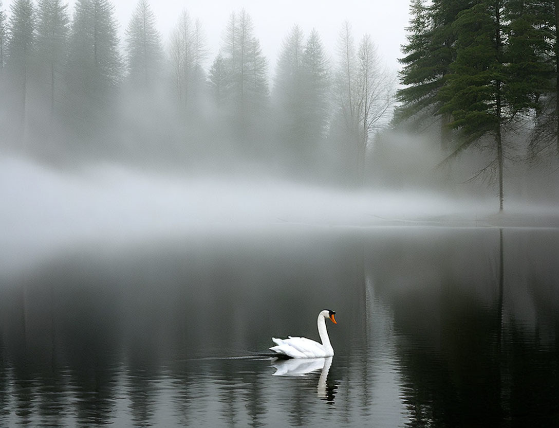 Swan on Misty Lake Surrounded by Forest Trees