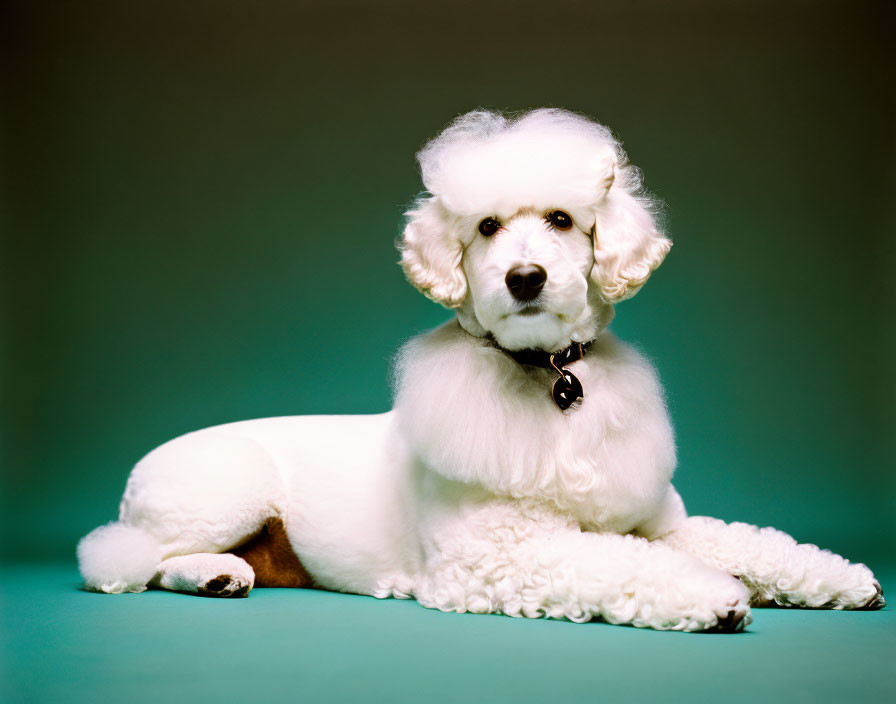 Stylized white poodle with collar on teal background