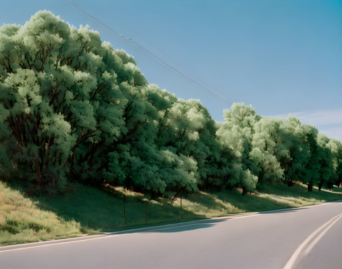 Curving Road Lined with Green Trees under Blue Sky