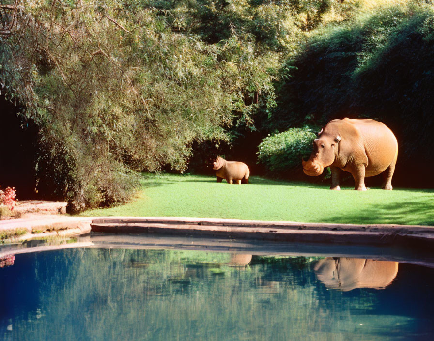 Two rhinoceroses by a pool in lush green setting