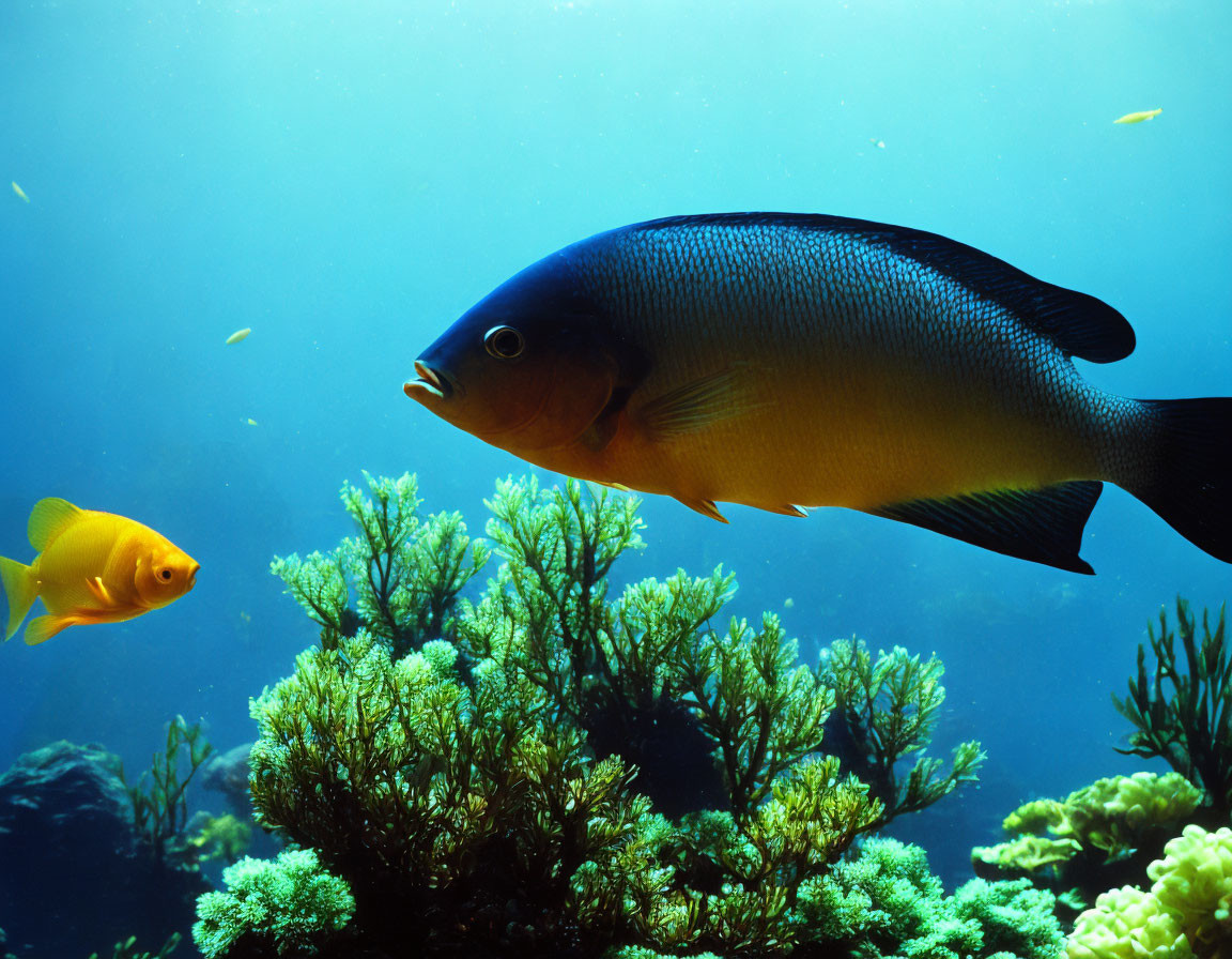 Black and White Fish Swimming Near Coral in Blue Water