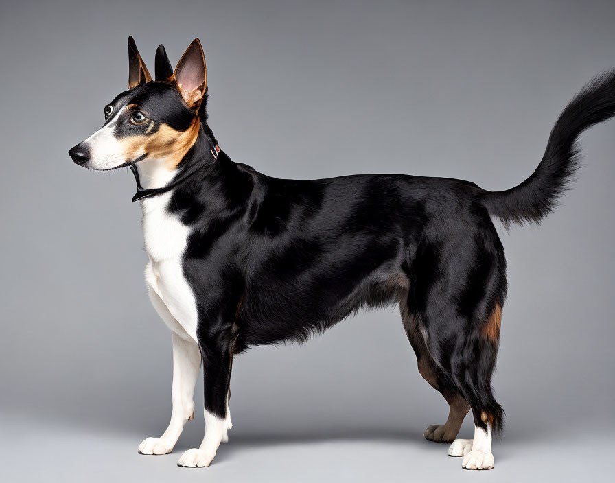 Pointed Ears Black and Tan Dog in Side Pose on Gray Background