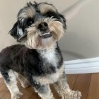 Fluffy Black and White Dog with Joyful Expression Sitting Indoors