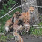 Nine foxes with diverse expressions in natural woodland setting