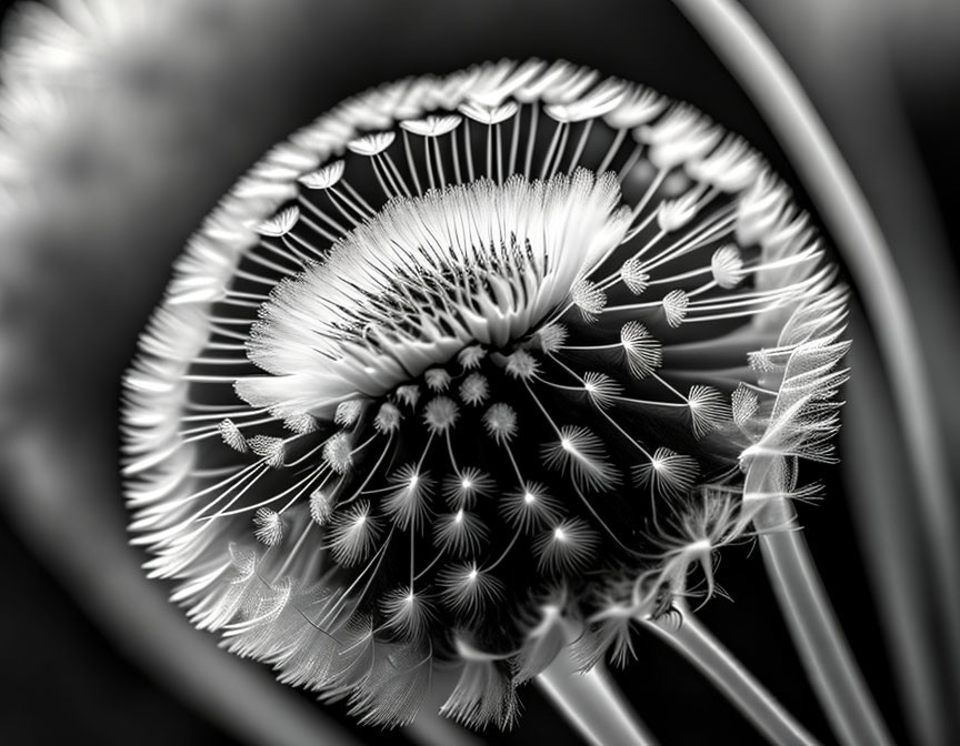 Detailed Black and White Macro Photo of Dandelion Seed Head