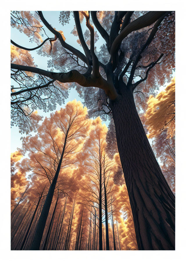 Towering Trees with Fiery-Orange Canopy Against Clear Sky