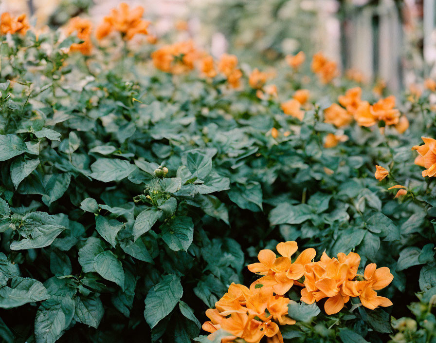 Vibrant orange flowers on lush green bush in garden setting