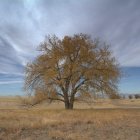 Surreal image: Cat's face merges with tree canopy in barren landscape