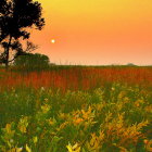 Colorful Meadow Landscape at Sunset with Wildflowers and Solitary Tree