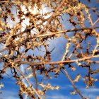 Close-up of vibrant juniper berries on brown branches against soft-focus blue sky