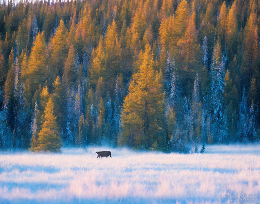 Solitary moose in misty autumn meadow at dawn